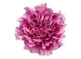 Jubilee Carnations – Bright Wholesale Carnations for Weddings & Florists
