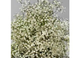 Gypsophila Million Star wholesale filler flower