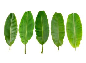 Banana Leaves