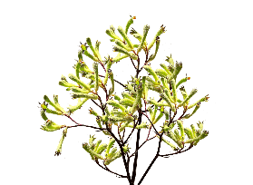 Kangaroo Paw — green