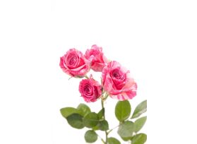Spray Roses Pink Flash