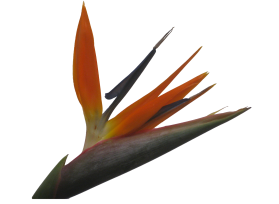 Birds Of Paradise