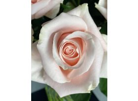 Blush Pink Rose Novia