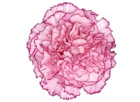 Carnation Boheme-Bi color pink