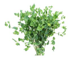 Bupleurum