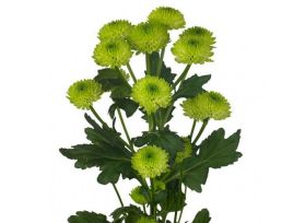 button poms — green