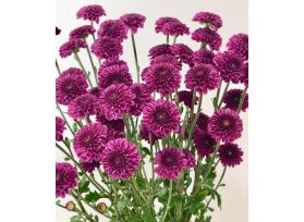 button poms — Purple
