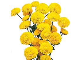 button poms — yellow