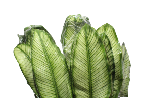 Calathea White Star