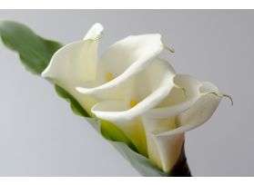 Calla lily white extra 90 cm