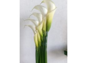 Calla lily white fancy 80 cm