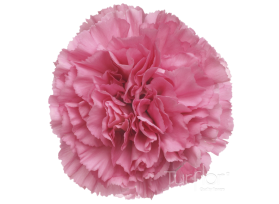Pink Carnations – Soft Pink Wholesale Carnations in Bulk for Florists & Brides