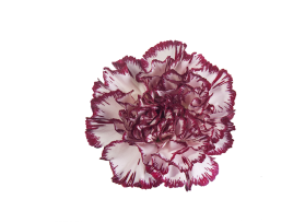 Carnation Arlecchino