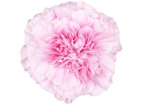 Light Pink Carnations – Soft Light Pink Wholesale Carnations in Bulk for Events & Bouquets