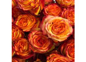 Bicolor High Magic Rose