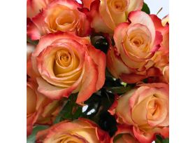 Cabaret Roses – Cream and Coral Bicolor Blooms