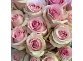 Light Pink Nena Roses