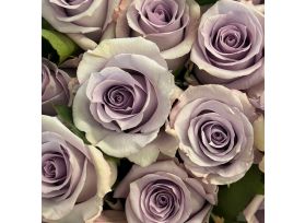 Lavander Ocean Song Rose 
