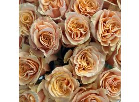 Peach Phoenix Roses

