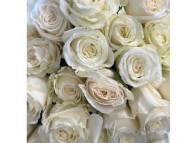 Closeup White Playa Blanca Roses
