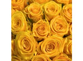 Closeup Yellow Super Sun Rose