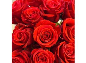 Closeup Dar Orange Roses Nina