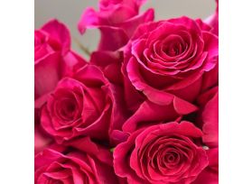 Clolseup Hot Pink Pink Floyd