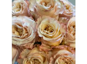 Peach Shimmer Roses
