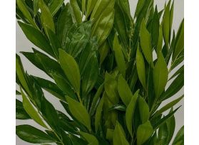 Cocculus