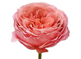 Garden Rose Romantic Anitque
