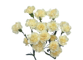 Mini Cream Carnations – Soft Cream Wholesale Mini Carnations in Bulk for Events & Bouquets
