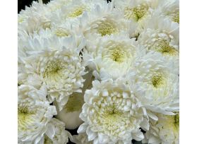 White cremon mums bulk wholesale flowers DC pickup Danisa’s Flowers