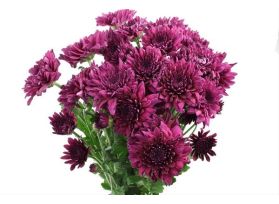 cushion poms — Purple