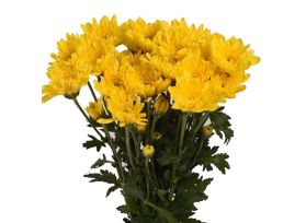 cushion poms — yellow