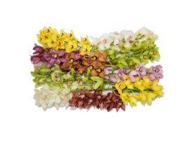 Cymbidiums Assorted