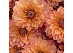 bulk orange dahlia flowers long-lasting stems