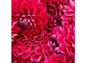 Dahlias hot pink