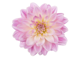 dahlias pink