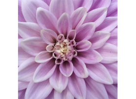 dahlias purple