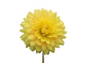 dahlias yellow