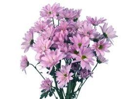 daisy poms — lavender