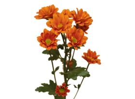 daisy poms — orange