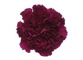 Carnation Dark Purple