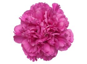 Fuchsia Pink -Carnation- Tiepolo Fucsia 