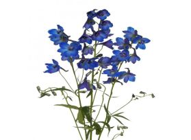 Delphinium hybrid - dark blue
