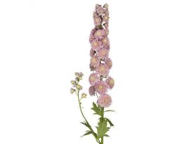 Delphinium hybrid - light pink