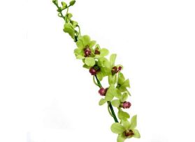 Dendrobium Green