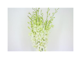 Dendrobium White