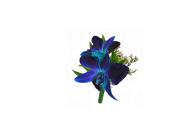 Dendrobium Blue
