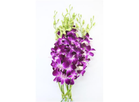 Dendrobium Purple Virigated